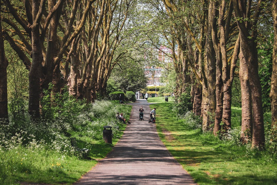 A tree-lined pathway in a park with large, mature trees on both sides, their branches arching overhead to create a shaded corridor. The pathway is paved with asphalt and extends into the distance, where several people can be seen walking, sitting on benches, or pushing strollers. Along the edges of the path, white flowering plants and green grass are visible, with some small trash bins positioned beside the walkway. The park environment is well-maintained, with lush foliage and bright, natural lighting indicating a sunny day. In the background, urban buildings are partially visible through the trees, suggesting proximity to an inner-city area. This scene depicts a calm, accessible space suitable for leisure activities. The presence of moving and packing equipment is not visible, but the image aligns with concepts of home relocation or outdoor furniture transport, relevant to services like those provided by Removal Company Ealing for house removals near Walpole Park, Ealing.